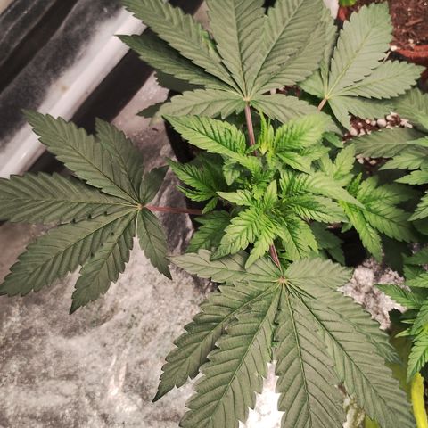 Gorilla growlog timeline photo