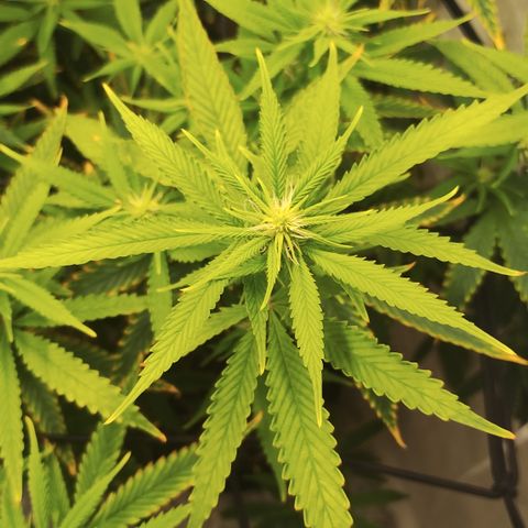Ana growlog timeline photo