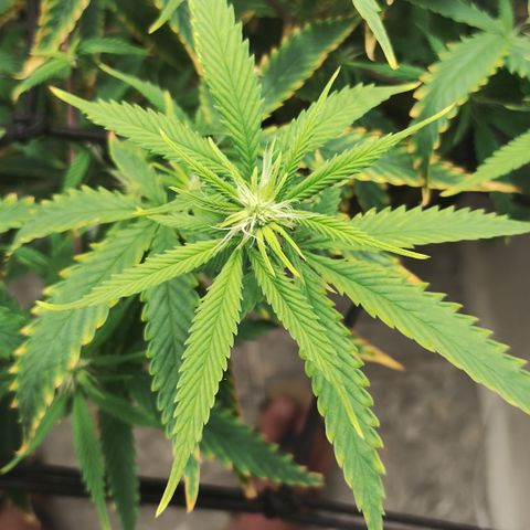 Ana growlog timeline photo