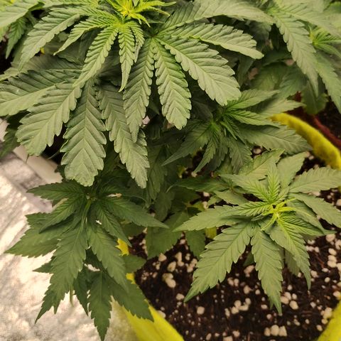 Girl scoout cokies growlog timeline photo