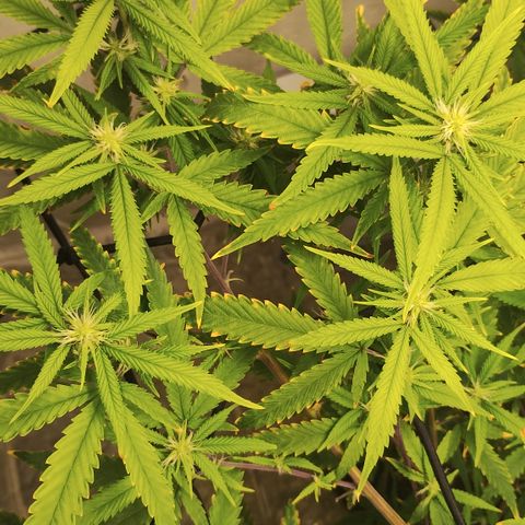 Joana growlog timeline photo