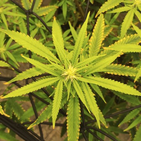 Joana growlog timeline photo