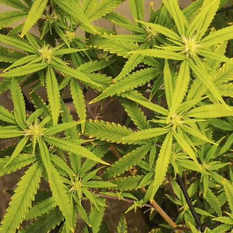 Joana growlog timeline photo