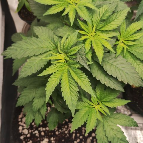 Gorilla growlog timeline photo