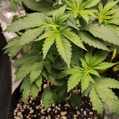 Gorilla growlog timeline photo