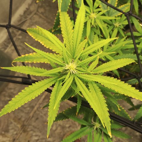 Joana growlog timeline photo