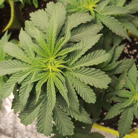 Girl scoout cokies growlog timeline photo
