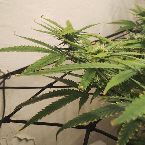 Joana growlog timeline photo