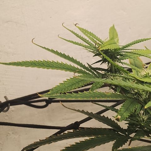 Joana growlog timeline photo