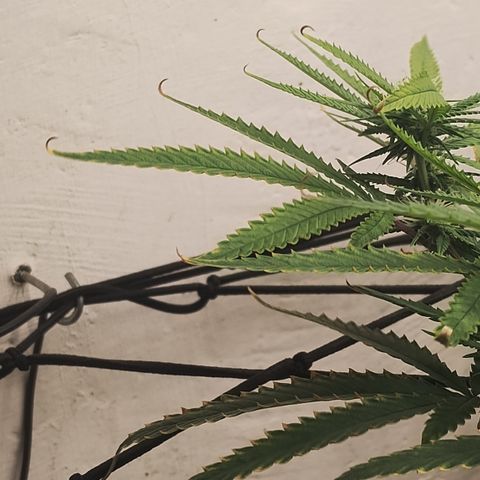 Joana growlog timeline photo