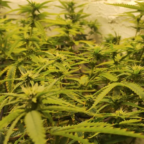 Ana growlog timeline photo