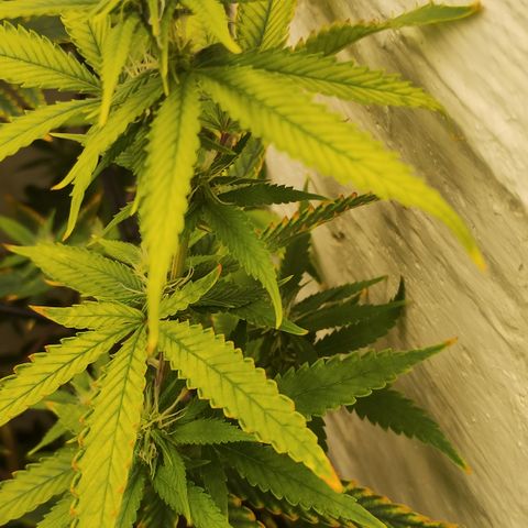 Ana growlog timeline photo
