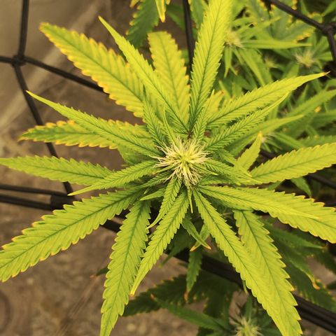 Joana growlog timeline photo