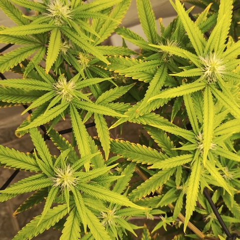 Joana growlog timeline photo