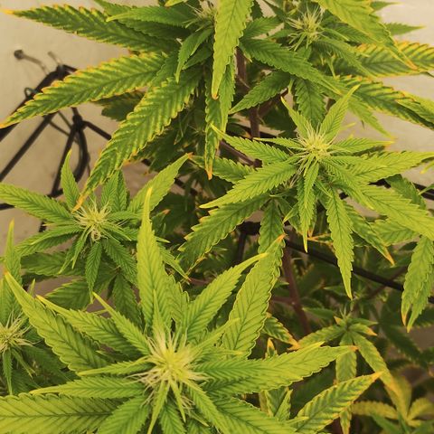 Joana growlog timeline photo