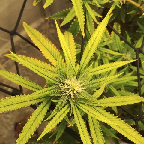 Joana growlog timeline photo