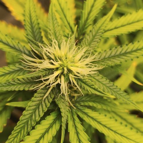 Joana growlog timeline photo