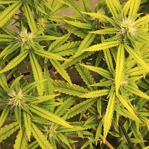 Joana growlog timeline photo