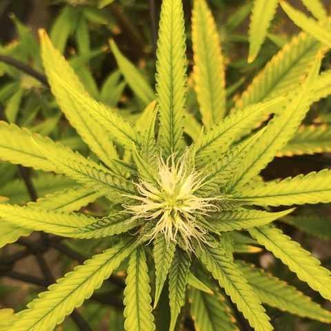 Joana growlog timeline photo