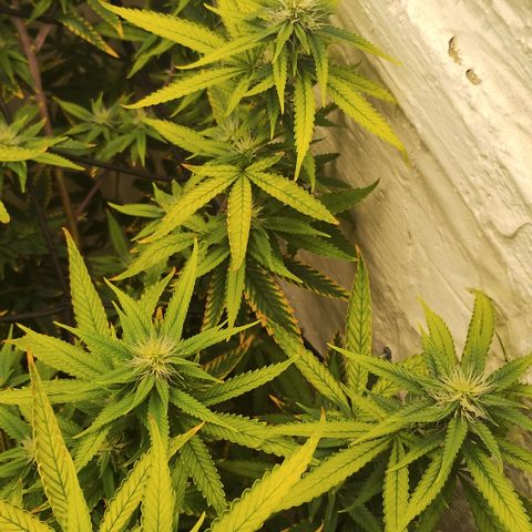 Ana growlog timeline photo