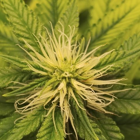 Ana growlog timeline photo