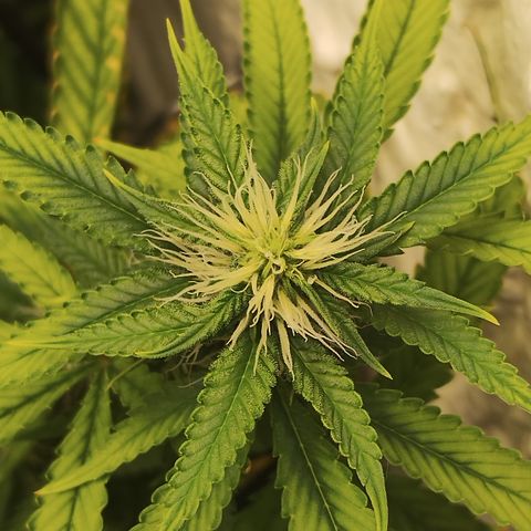 Ana growlog timeline photo
