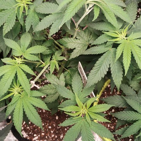 Gorilla growlog timeline photo