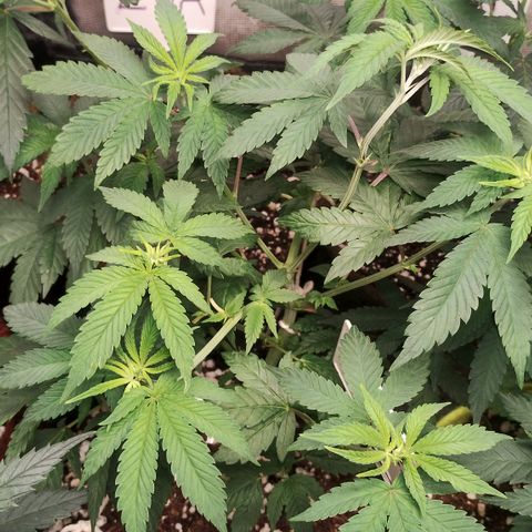 Gorilla growlog timeline photo