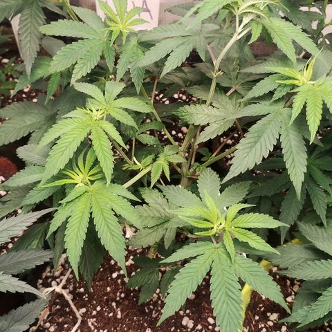 Gorilla growlog timeline photo