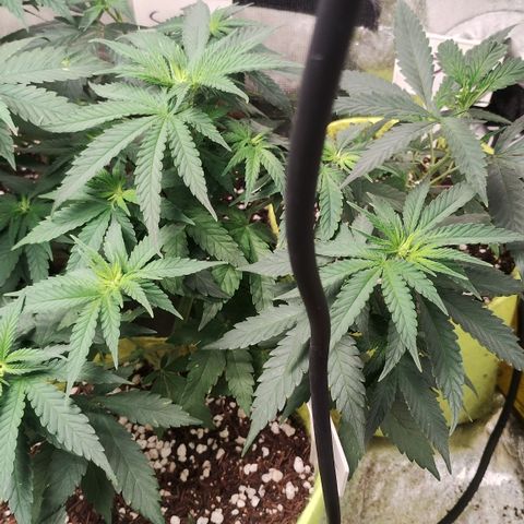 Girl scoout cokies growlog timeline photo