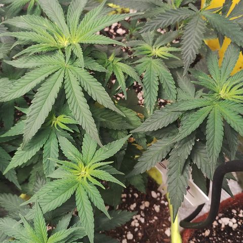 Girl scoout cokies growlog timeline photo