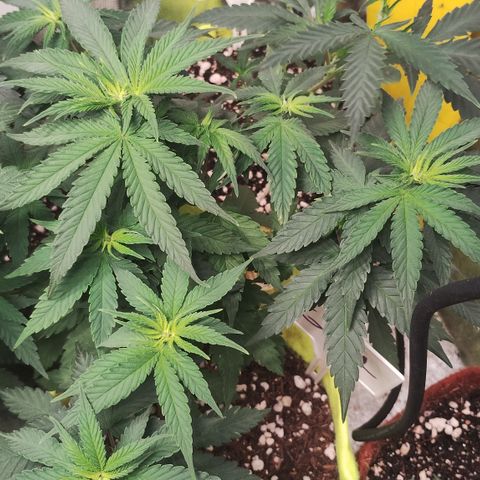 Girl scoout cokies growlog timeline photo