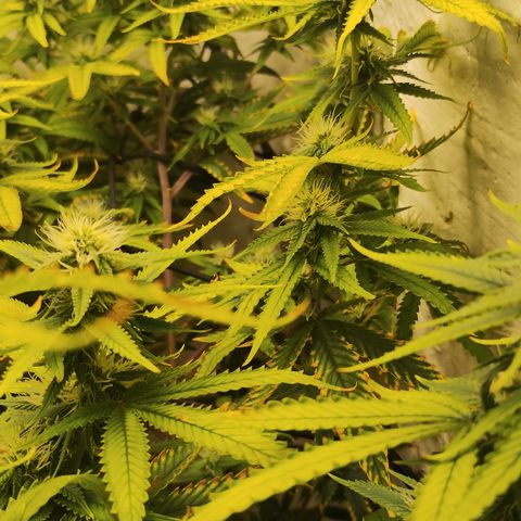 Ana growlog timeline photo