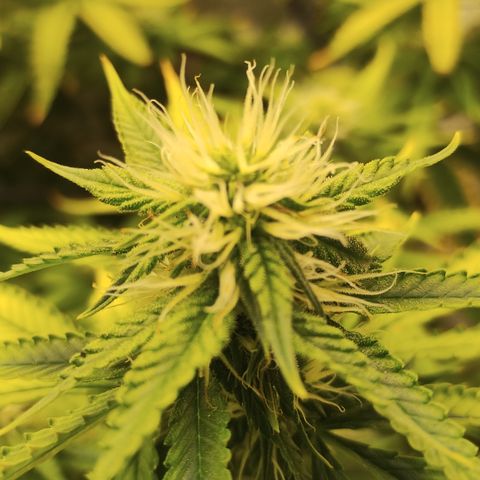 Ana growlog timeline photo