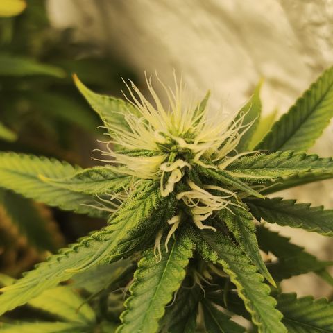 Ana growlog timeline photo