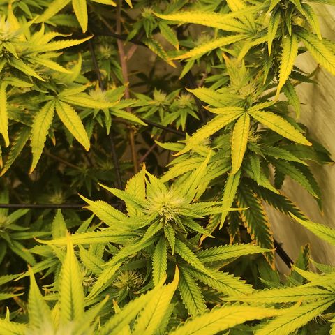 Ana growlog timeline photo