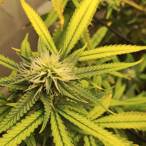 Joana growlog timeline photo