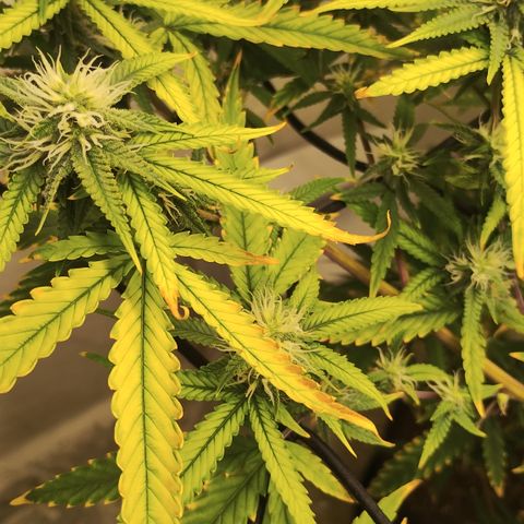 Joana growlog timeline photo