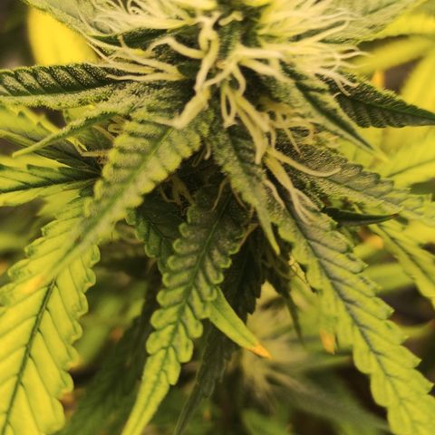 Joana growlog timeline photo