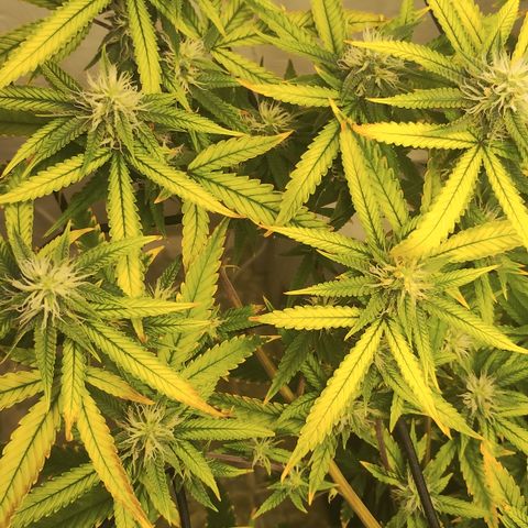 Joana growlog timeline photo