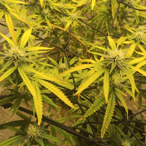 Joana growlog timeline photo