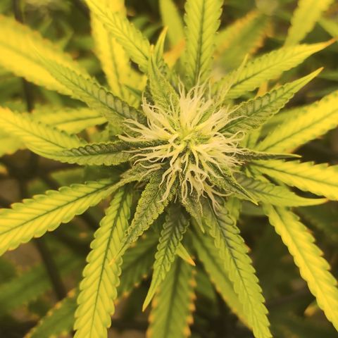 Joana growlog timeline photo