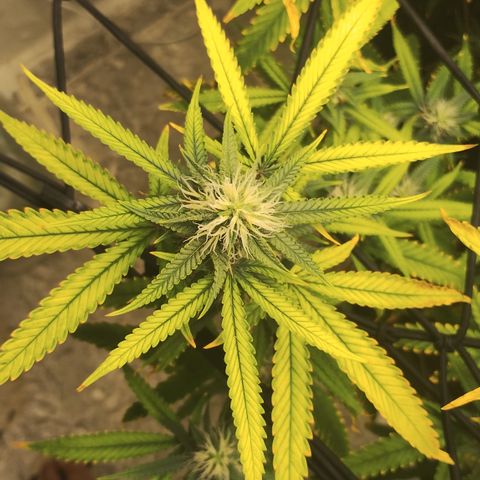 Joana growlog timeline photo