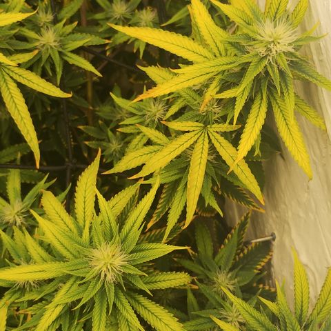 Ana growlog timeline photo