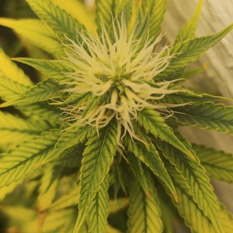 Ana growlog timeline photo