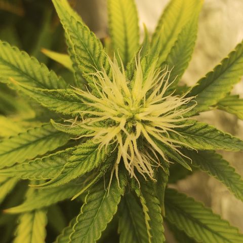 Ana growlog timeline photo