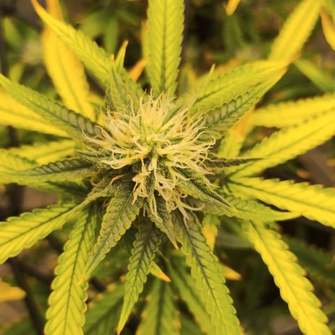 Joana growlog timeline photo