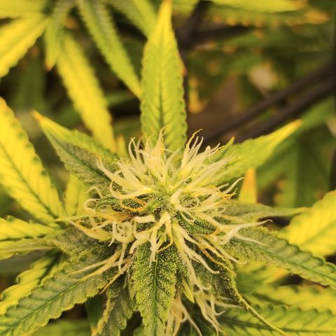 Joana growlog timeline photo