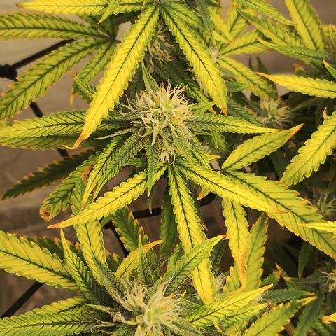Joana growlog timeline photo