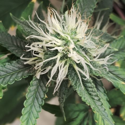 Joana growlog timeline photo